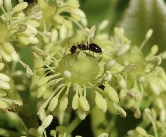 Fotografia da espécie Trochodendron aralioides