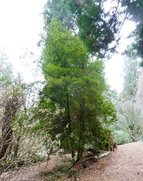 Fotografia 24 da espécie Trochodendron aralioides no Jardim Botânico UTAD