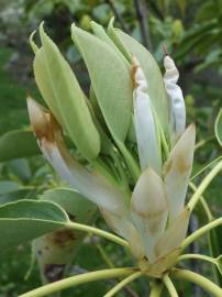 Fotografia da espécie Trochodendron aralioides