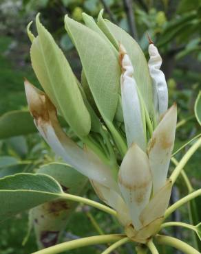 Fotografia 25 da espécie Trochodendron aralioides no Jardim Botânico UTAD