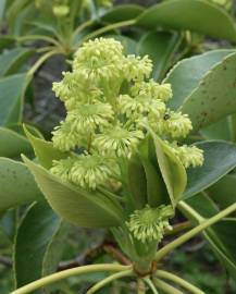 Fotografia da espécie Trochodendron aralioides