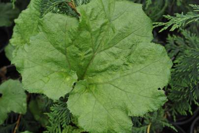 Fotografia da espécie Gunnera manicata