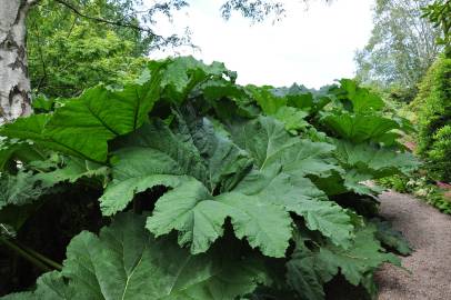 Fotografia da espécie Gunnera manicata