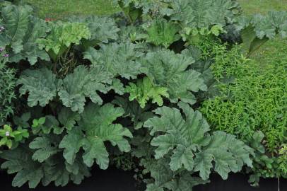 Fotografia da espécie Gunnera manicata