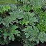Fotografia 3 da espécie Gunnera manicata do Jardim Botânico UTAD