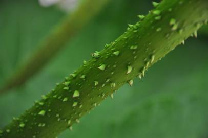 Fotografia da espécie Gunnera manicata