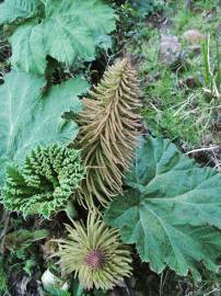 Fotografia da espécie Gunnera manicata