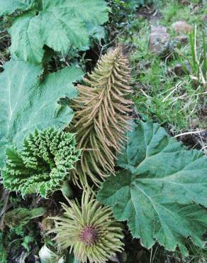 Fotografia 5 da espécie Gunnera manicata no Jardim Botânico UTAD