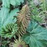 Fotografia 5 da espécie Gunnera manicata do Jardim Botânico UTAD