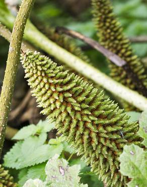 Fotografia 6 da espécie Gunnera manicata no Jardim Botânico UTAD