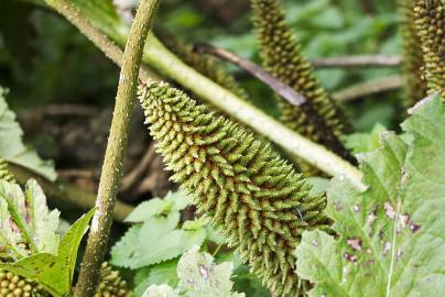 Fotografia da espécie Gunnera manicata