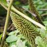 Fotografia 6 da espécie Gunnera manicata do Jardim Botânico UTAD