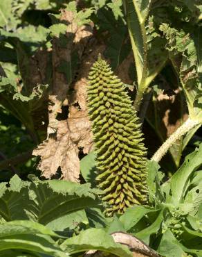 Fotografia 7 da espécie Gunnera manicata no Jardim Botânico UTAD