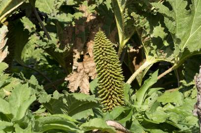 Fotografia da espécie Gunnera manicata