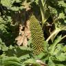 Fotografia 7 da espécie Gunnera manicata do Jardim Botânico UTAD