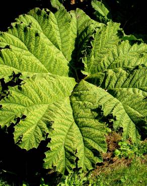 Fotografia 8 da espécie Gunnera manicata no Jardim Botânico UTAD