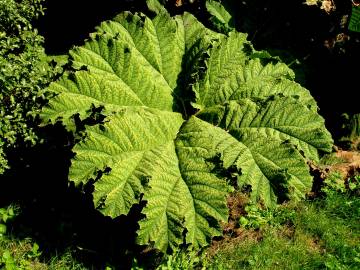 Fotografia da espécie Gunnera manicata