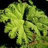 Fotografia 8 da espécie Gunnera manicata do Jardim Botânico UTAD