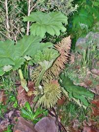 Fotografia da espécie Gunnera manicata