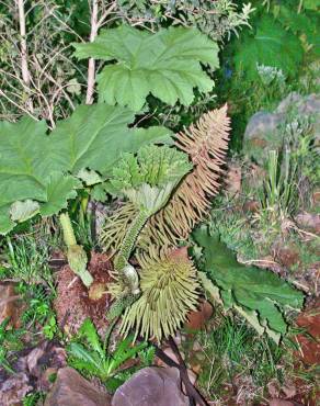 Fotografia 9 da espécie Gunnera manicata no Jardim Botânico UTAD