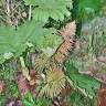 Fotografia 9 da espécie Gunnera manicata do Jardim Botânico UTAD