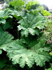 Fotografia da espécie Gunnera manicata