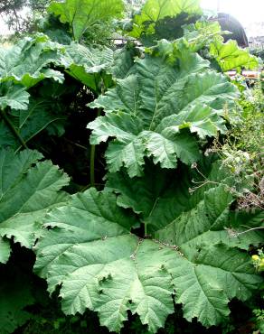 Fotografia 10 da espécie Gunnera manicata no Jardim Botânico UTAD