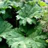 Fotografia 10 da espécie Gunnera manicata do Jardim Botânico UTAD