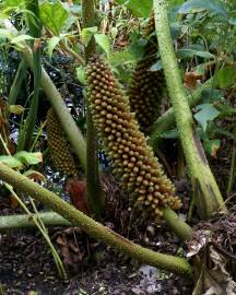 Fotografia da espécie Gunnera manicata