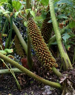 Fotografia 11 da espécie Gunnera manicata no Jardim Botânico UTAD