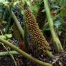 Fotografia 11 da espécie Gunnera manicata do Jardim Botânico UTAD