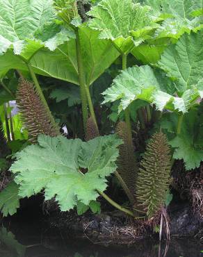 Fotografia 12 da espécie Gunnera manicata no Jardim Botânico UTAD