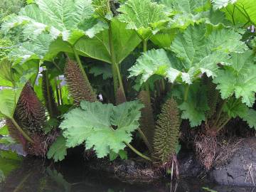 Fotografia da espécie Gunnera manicata