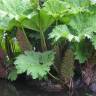 Fotografia 12 da espécie Gunnera manicata do Jardim Botânico UTAD