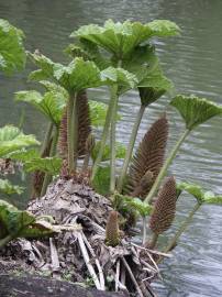 Fotografia da espécie Gunnera manicata