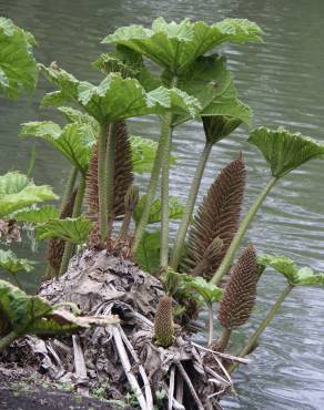 Fotografia 13 da espécie Gunnera manicata no Jardim Botânico UTAD