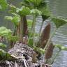 Fotografia 13 da espécie Gunnera manicata do Jardim Botânico UTAD