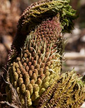 Fotografia 14 da espécie Gunnera manicata no Jardim Botânico UTAD