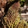 Fotografia 14 da espécie Gunnera manicata do Jardim Botânico UTAD