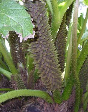 Fotografia 15 da espécie Gunnera manicata no Jardim Botânico UTAD