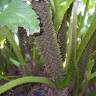 Fotografia 15 da espécie Gunnera manicata do Jardim Botânico UTAD