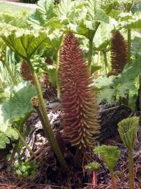 Fotografia da espécie Gunnera manicata