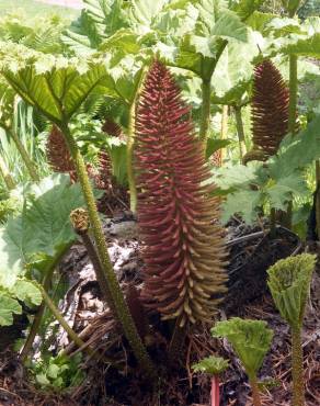 Fotografia 16 da espécie Gunnera manicata no Jardim Botânico UTAD