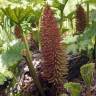 Fotografia 16 da espécie Gunnera manicata do Jardim Botânico UTAD
