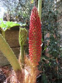 Fotografia da espécie Gunnera manicata