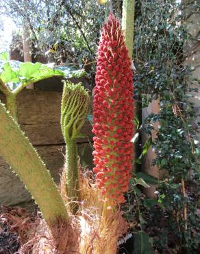 Fotografia 17 da espécie Gunnera manicata no Jardim Botânico UTAD