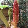 Fotografia 17 da espécie Gunnera manicata do Jardim Botânico UTAD