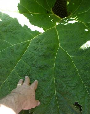 Fotografia 18 da espécie Gunnera manicata no Jardim Botânico UTAD