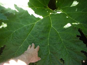 Fotografia da espécie Gunnera manicata