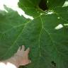 Fotografia 18 da espécie Gunnera manicata do Jardim Botânico UTAD